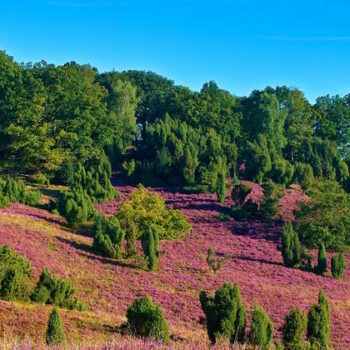 Lüneburger Heide